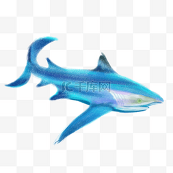 蓝色手绘海底动物鲸鱼