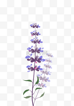 手绘紫色的花卉插画