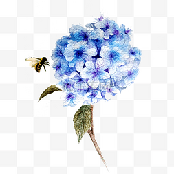 蓝色绣球花唯美水彩