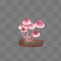 粉色蘑菇植物