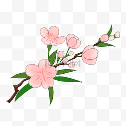 春季的粉色樱花插画