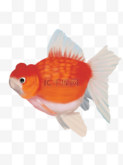 中国风手绘金鱼锦鲤元素