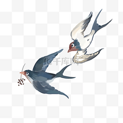 燕子插画素材图片_黑色的燕子手绘插画