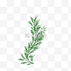 绿色手绘的植物树叶
