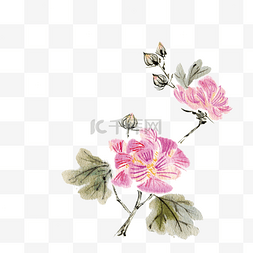 花卉手绘花草图片_中国古风花卉插画夹竹桃