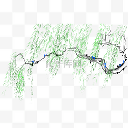 齐白石柳树图片_清明节水墨柳树插画