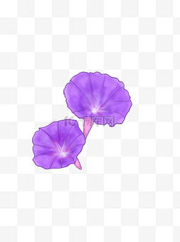 花瓣套图牵牛花瓣紫色牵牛花