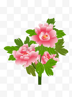 唯美粉红色牡丹手绘牡丹树牡丹花