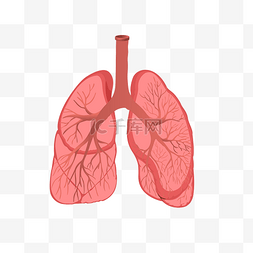 健康肺图片_手绘人体器官肺插画