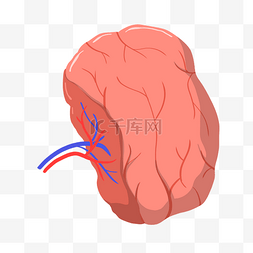 人体器官卡通图片_人体器官脾脏插画