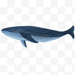 创意鲸鱼元素图片_卡通海洋鲸鱼下载