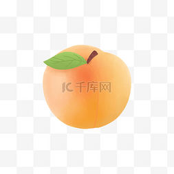熟透的杏