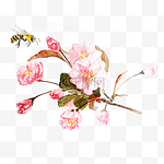 春天春光樱花蜜蜂粉色PNG