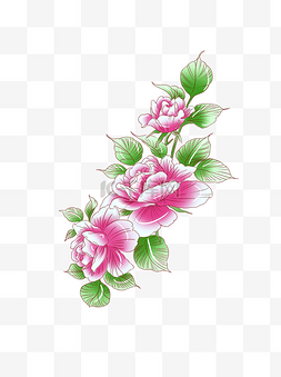 植物粉红色牡丹花