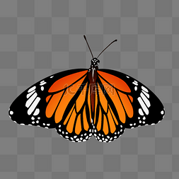 手绘黑色翅膀图片_橙红色手绘平面花纹蝴蝶psd免抠图