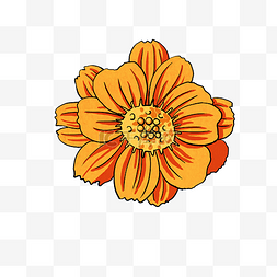 手绘花卉植物橘黄色花朵硫磺菊