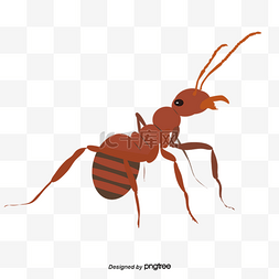  红色蚂蚁