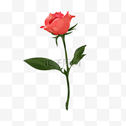 可爱的小花朵图片_一支粉色玫瑰花手绘插画装饰