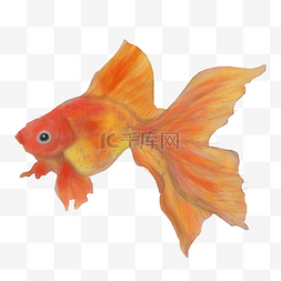 金鱼国风图片_卡通手绘中国风水彩橘红色金鱼免