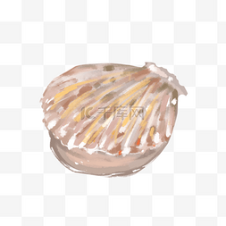 扇贝海洋生物贝壳