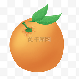 果实水果橙子插画