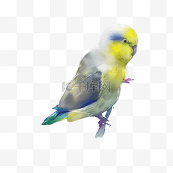 彩色的鹦鹉图片_手绘卡通动物鹦鹉