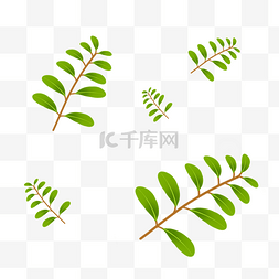 单片叶子图片_叶子绿色植物