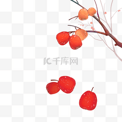 手绘秋日树枝上的柿子