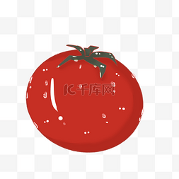 西红柿种植图片_番茄调味种植