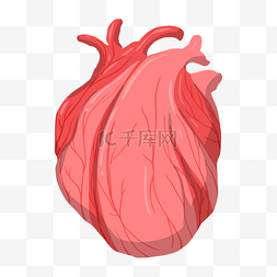 手绘心脏器官图片_手绘器官心脏
