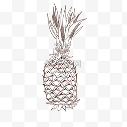 手绘线描菠萝插画