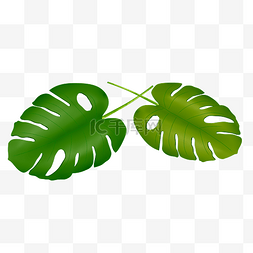 绿色的大叶子图片_热带两片大叶子插图