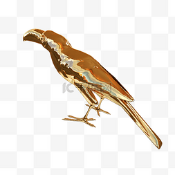 扁平化动物图片_黄金质感小鸟啄木鸟素材