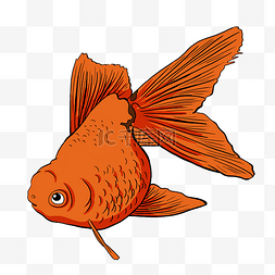 吉祥卡通动物图片_美丽水生动物红色金鱼东锦
