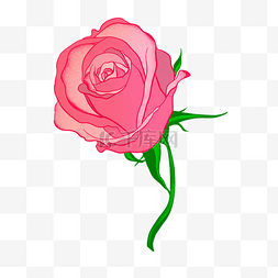 花装饰图案植物绿色植物粉色玫瑰