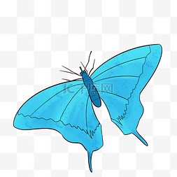 蓝色花蝴蝶素材图片_蓝色蝴蝶动物