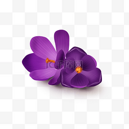 手绘花朵插图图片_夏至折纸风紫色花朵