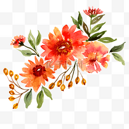 花卉植物插画素材图片_水彩花卉植物红花插画