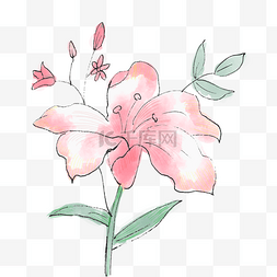 钢笔画粉色百合花水彩装饰图案