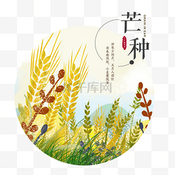 穗穗图片_芒种节气稻谷谷穗