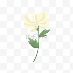 一枝花卉图片_清明清明节祭拜祖先的一枝白色菊
