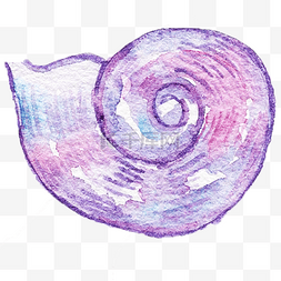 海边紫色贝壳