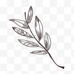 手绘植物树叶素描