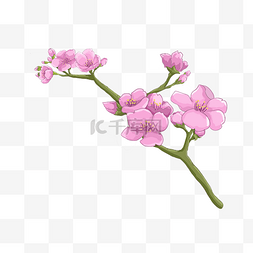 漂亮樱花花朵插画