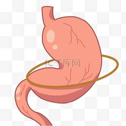 人体胃部器官图片_粉红色的胃部装饰插画