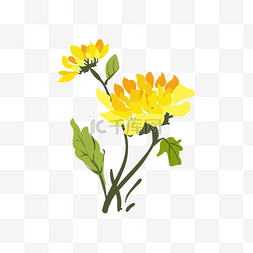 漂亮鲜花手绘素材图片_手绘黄色的菊花插画