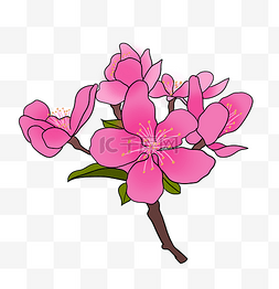 粉色樱花花苞 
