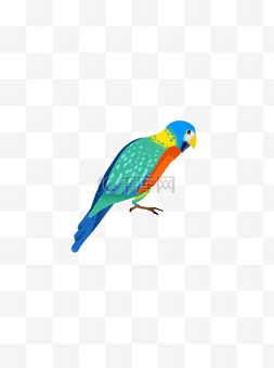 卡通彩色鹦鹉小鸟插画设计