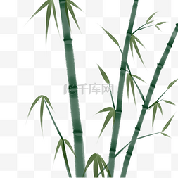 手绘竹子插画图片_手绘中国风植物竹子插画