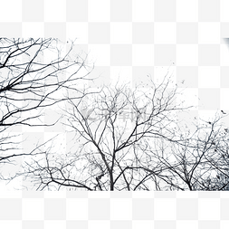 枯树干剪影图片_冬天落光树叶的大树